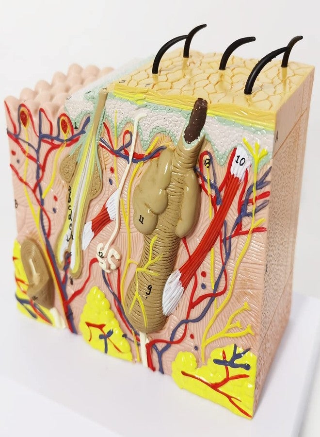EVOTECH SCIENTIFIC Skin Anatomical Model, 35X Enlarged Skin Layer Structure Anatomy Model with Hair for Science Classroom Study Teaching Display Medical Skin Markers - Image 4
